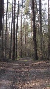 Ormandaki bir yolun dikey videosu