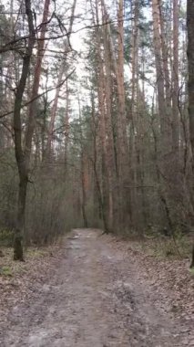 Ormandaki bir yolun dikey videosu