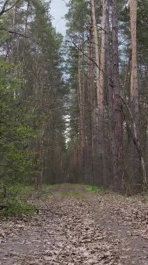 Ormandaki bir yolun dikey videosu