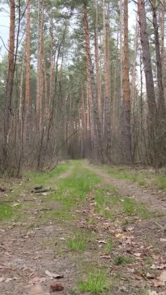 Pionowe wideo z drogi w lesie — Wideo stockowe