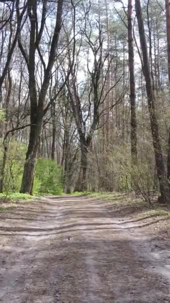 Vertikal video av en väg i skogen — Stockvideo