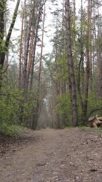 Video vertikal dari sebuah jalan di hutan — Stok Video