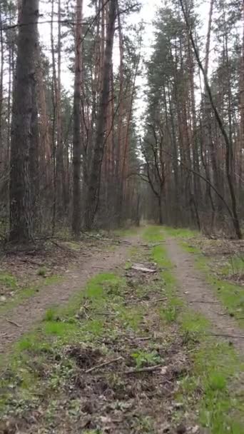 Vertikales Video einer Straße im Wald — Stockvideo