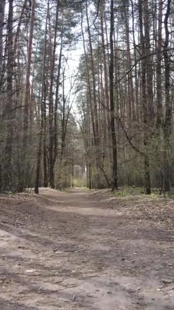 Vertikal video av en väg i skogen — Stockvideo