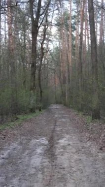 Ormandaki bir yolun dikey videosu