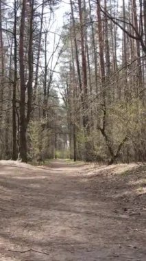 Ormandaki bir yolun dikey videosu