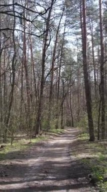 Ormandaki bir yolun dikey videosu