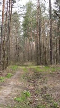 Ormandaki bir yolun dikey videosu