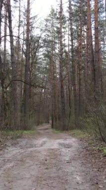 Ormandaki bir yolun dikey videosu