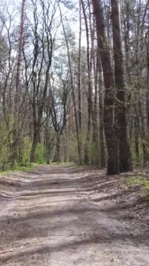 Ormandaki bir yolun dikey videosu