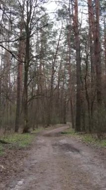 Ormandaki bir yolun dikey videosu