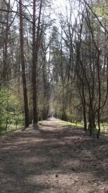 Ormandaki bir yolun dikey videosu