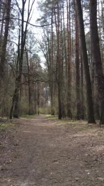 Ormandaki bir yolun dikey videosu