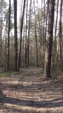 Ormandaki bir yolun dikey videosu