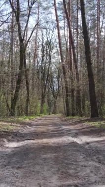 Ormandaki bir yolun dikey videosu