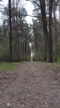 Ormandaki bir yolun dikey videosu