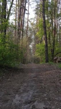 Ormandaki bir yolun dikey videosu