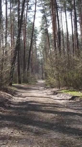 Pionowe wideo z drogi w lesie — Wideo stockowe