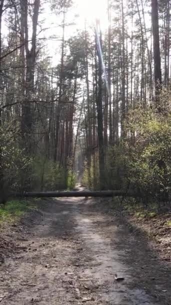 Vídeo vertical de una carretera en el bosque — Vídeos de Stock