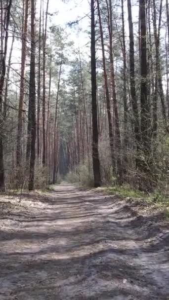 Vídeo vertical de una carretera en el bosque — Vídeos de Stock