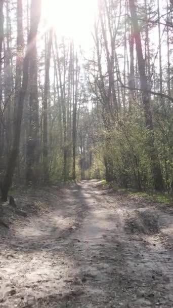 Vídeo vertical de una carretera en el bosque — Vídeos de Stock