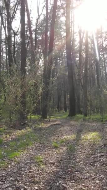 Κατακόρυφο βίντεο δρόμου στο δάσος — Αρχείο Βίντεο