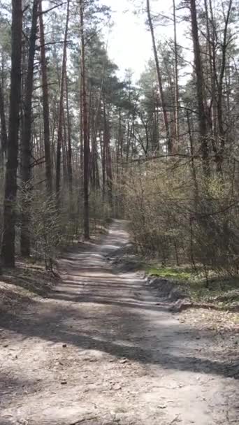 Vídeo vertical de una carretera en el bosque — Vídeo de stock