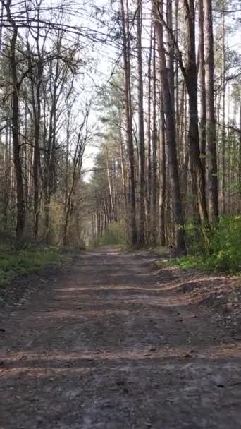 Verticale video van een weg in het bos — Stockvideo