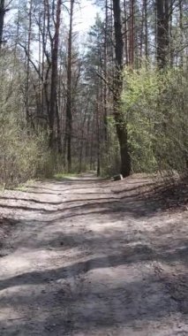 Ormandaki bir yolun dikey videosu