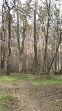 Ormandaki bir yolun dikey videosu