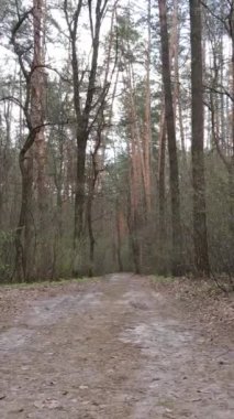 Ormandaki bir yolun dikey videosu