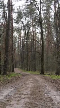 Ormandaki bir yolun dikey videosu