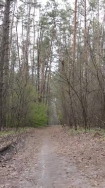 Ormandaki bir yolun dikey videosu