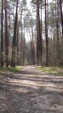 Ormandaki bir yolun dikey videosu