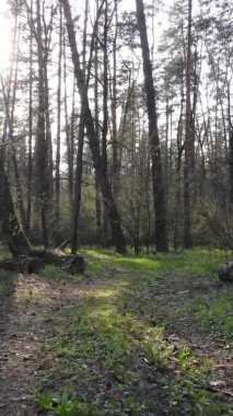 Ormandaki bir yolun dikey videosu