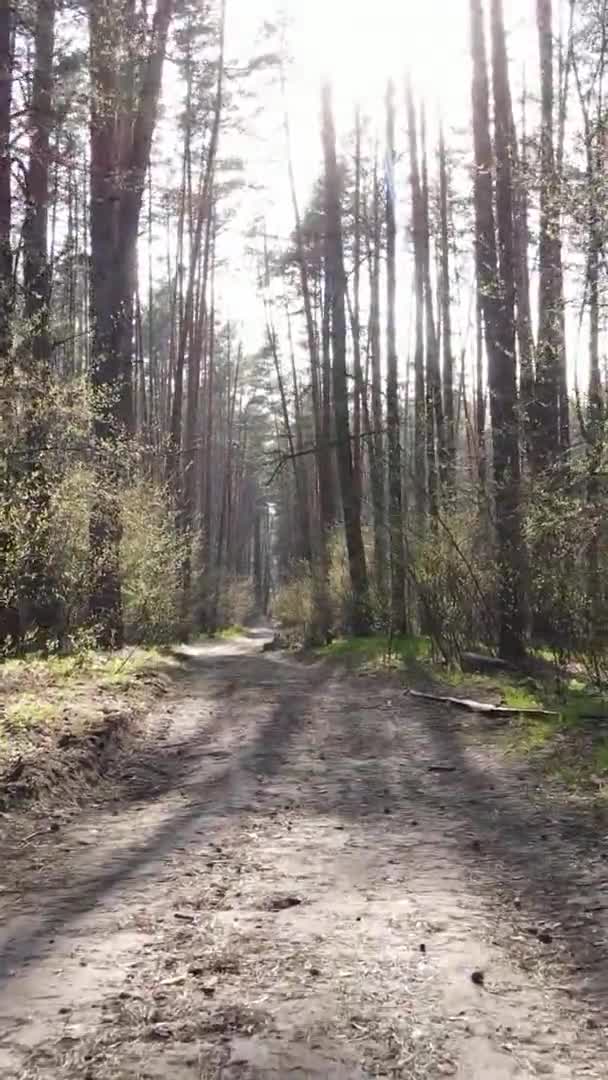 Függőleges videó egy erdei útról — Stock videók