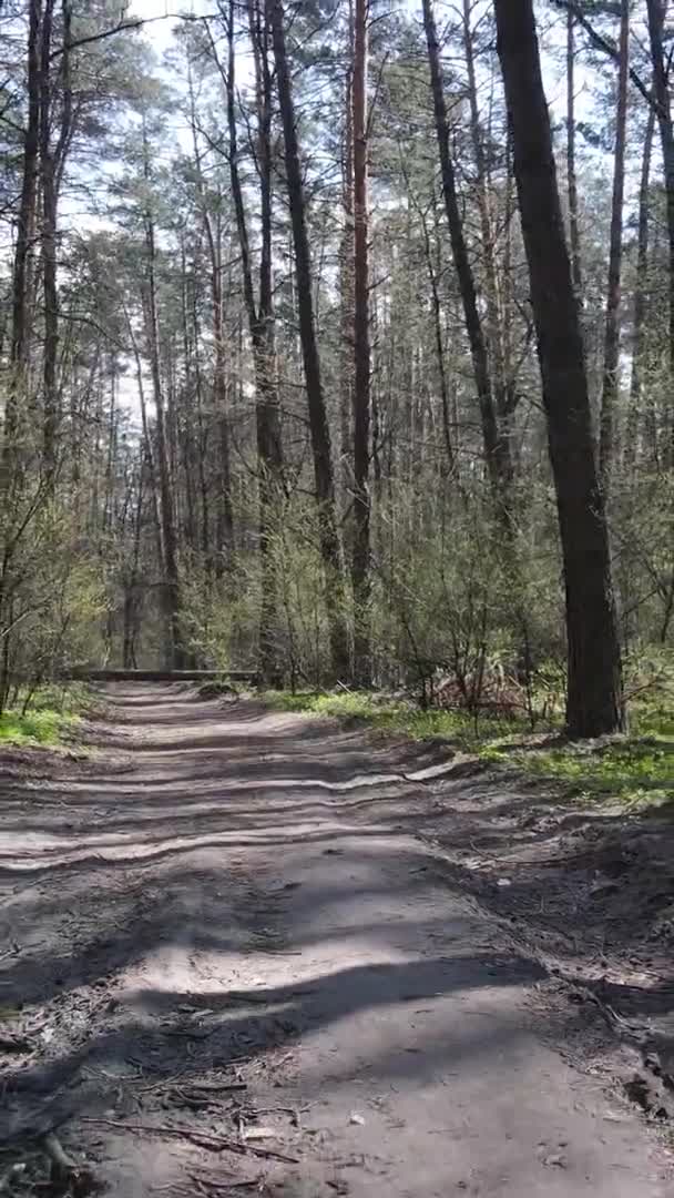 Vidéo verticale d'une route dans la forêt