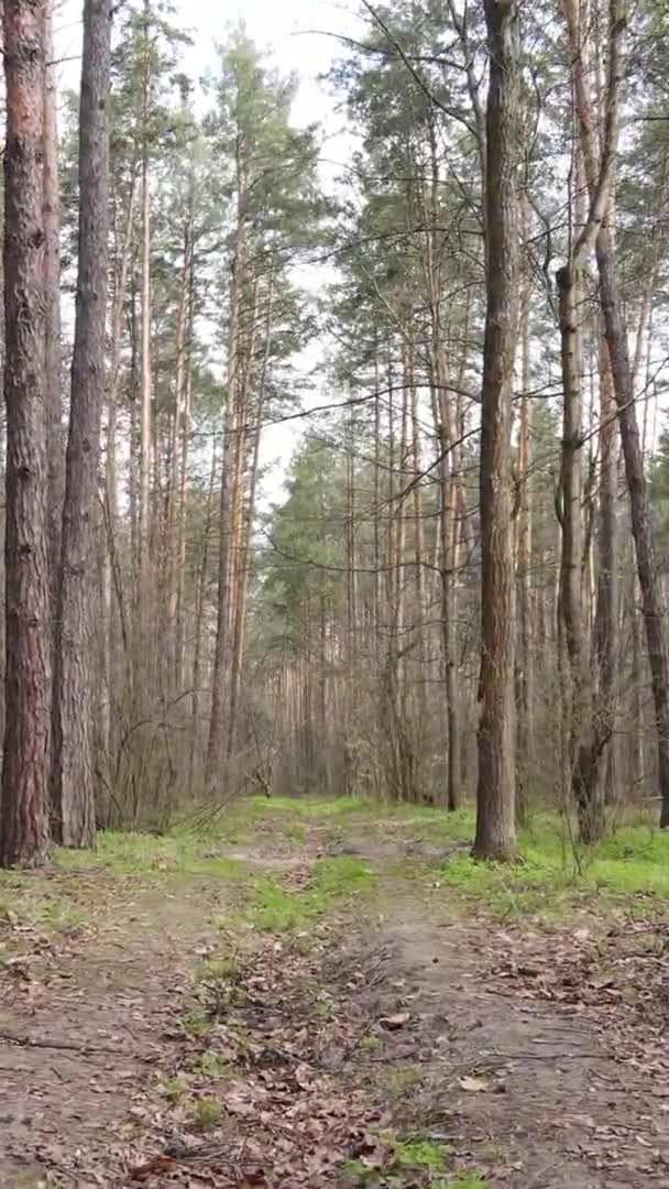 Vídeo vertical de una carretera en el bosque — Vídeos de Stock