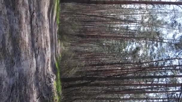 Vidéo verticale d'une route dans la forêt