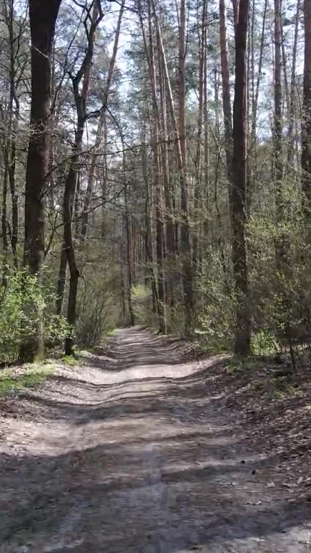 Vidéo verticale d'une route dans la forêt