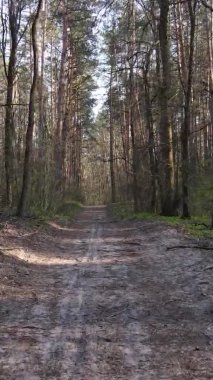 Ormandaki bir yolun dikey videosu