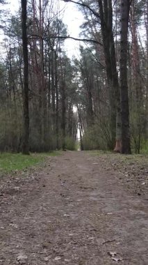 Ormandaki bir yolun dikey videosu