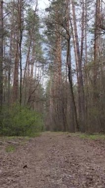 Ormandaki bir yolun dikey videosu