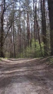 Ormandaki bir yolun dikey videosu