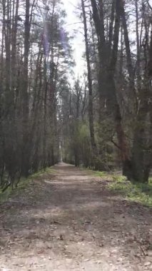 Ormandaki bir yolun dikey videosu