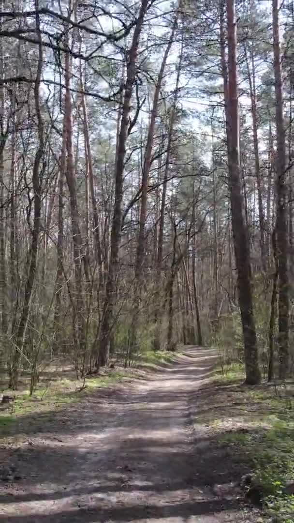 Vidéo verticale d'une route dans la forêt