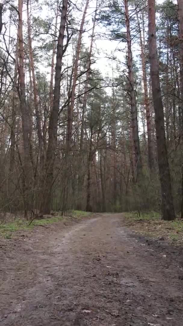 Vidéo verticale d'une route dans la forêt