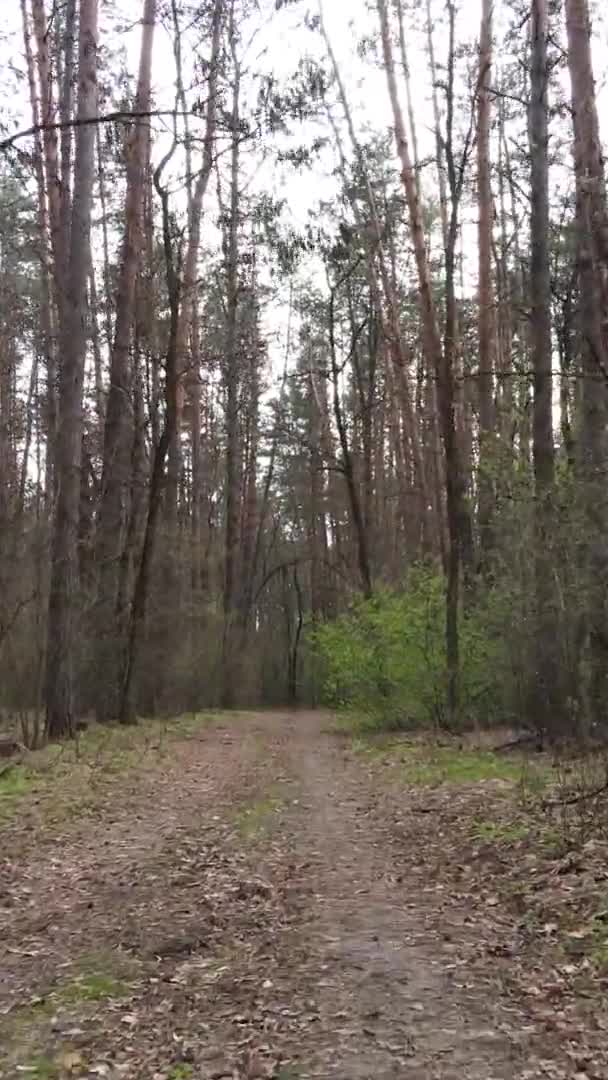 Vidéo verticale d'une route dans la forêt