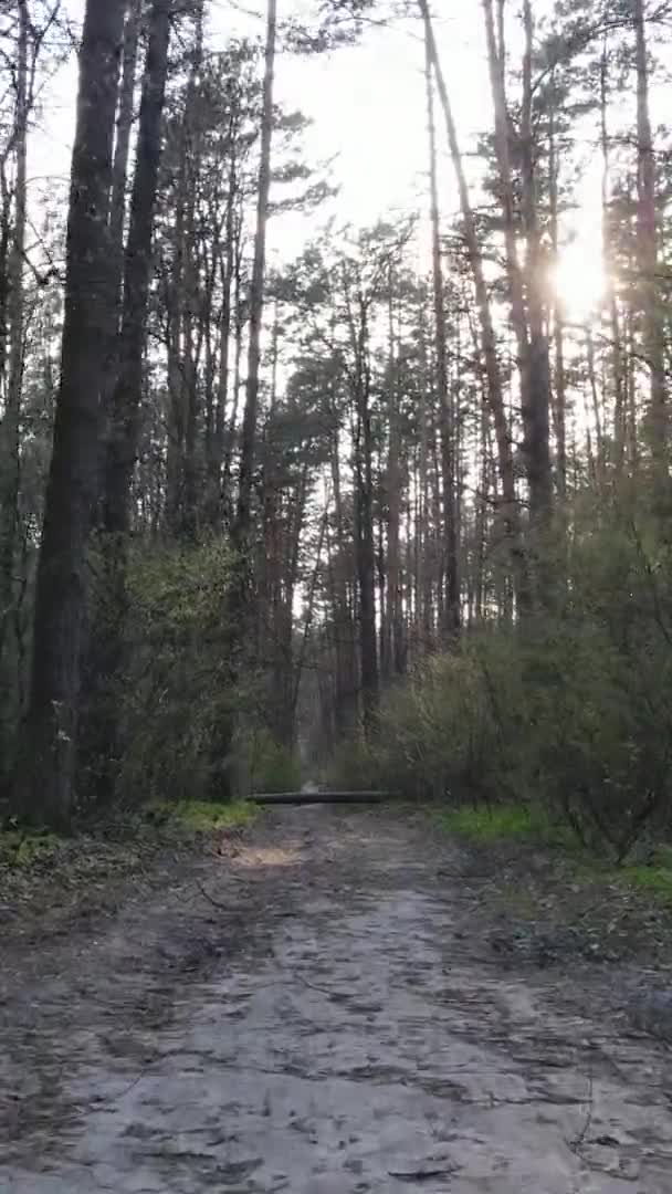 Vidéo verticale d'une route dans la forêt