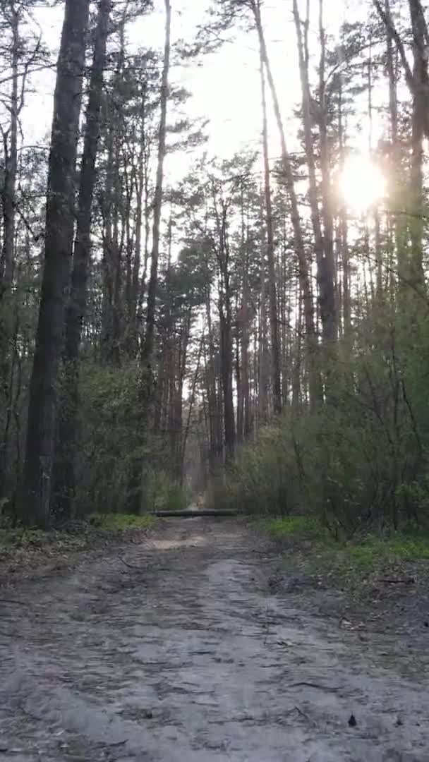 Vidéo verticale d'une route dans la forêt
